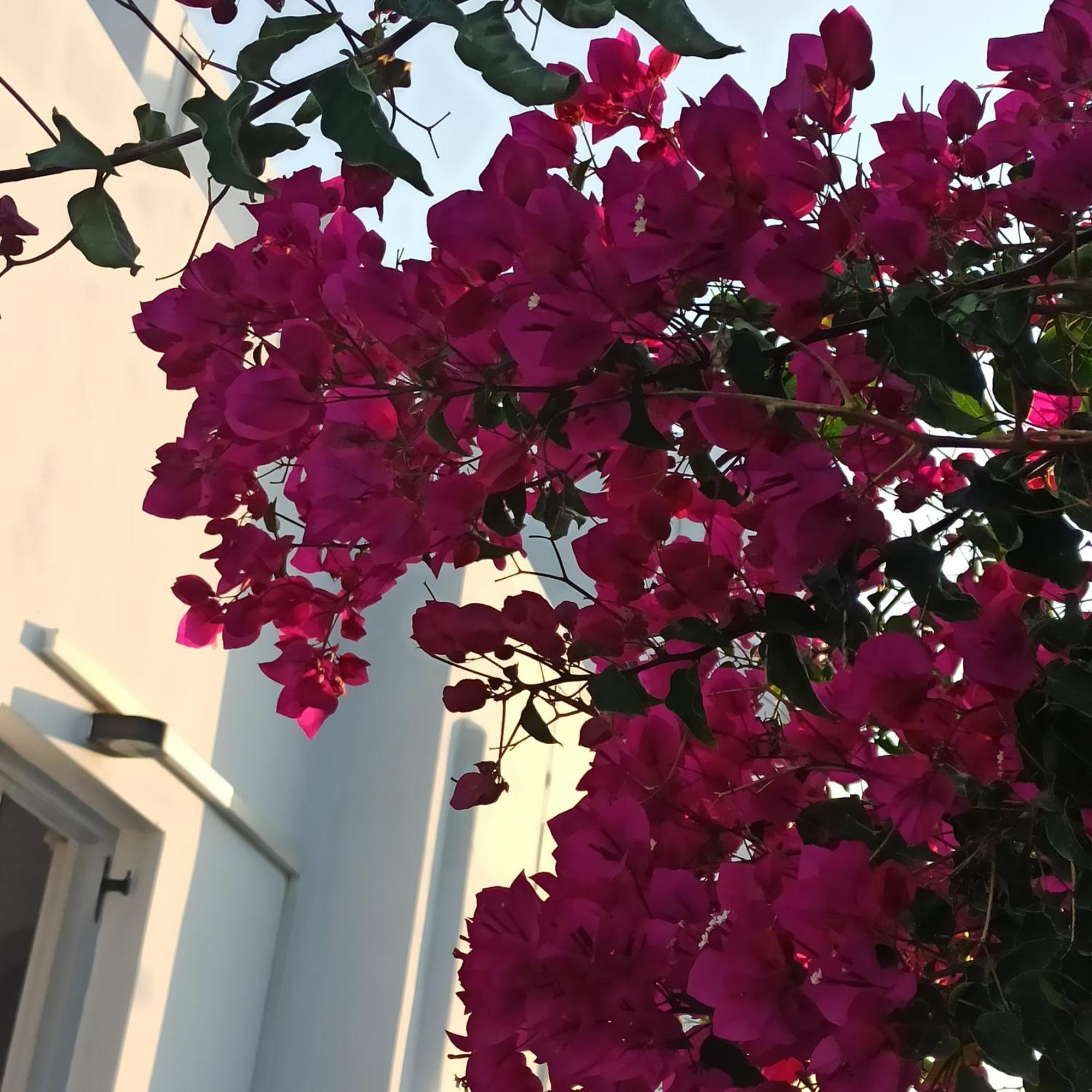 Isalos Paros Naousa  Bagian luar foto